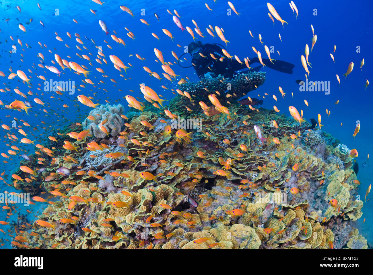 Coral reef scene, Nuweiba, Sinai, Egypt, Red Sea, Indian Ocean Stock ...