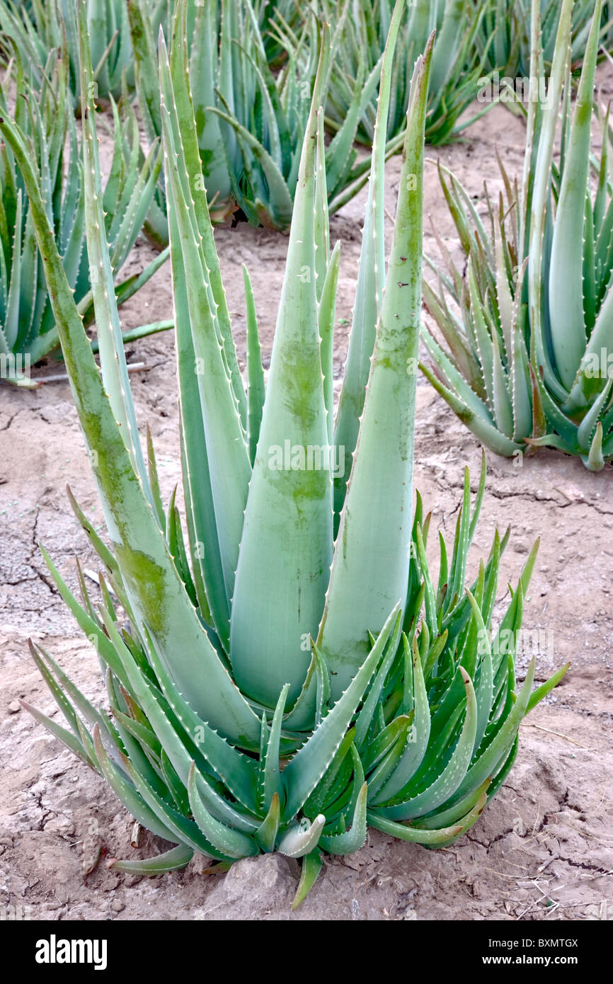 Aloe Vera plant, field planting. Stock Photo