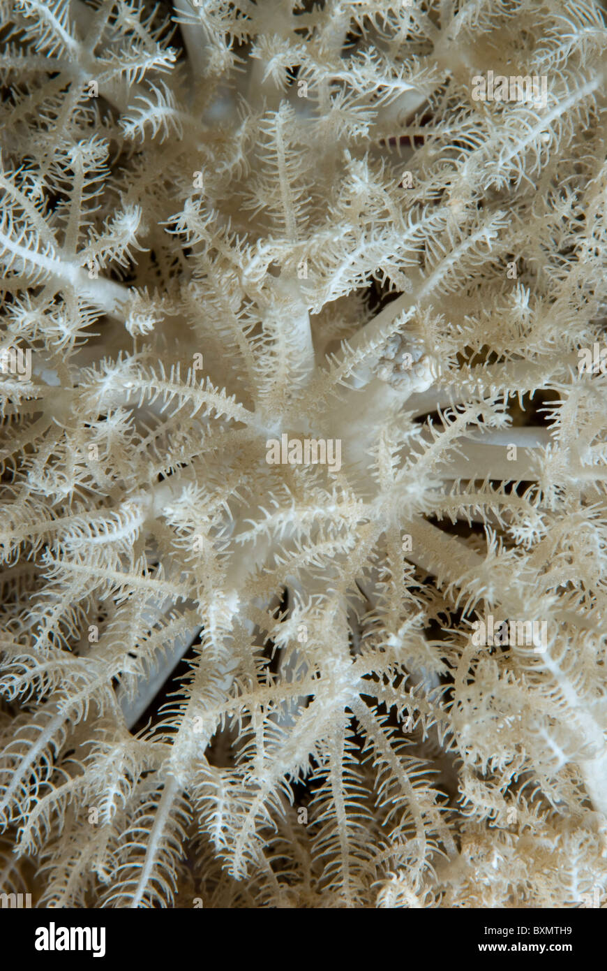 Detail of coral polyps, Nuweiba, Sinai, Egypt, Red Sea, Indian Ocean Stock Photo