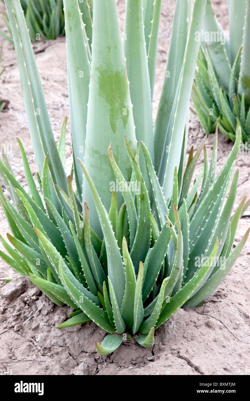 Aloe Vera plant, field planting, Stock Photo