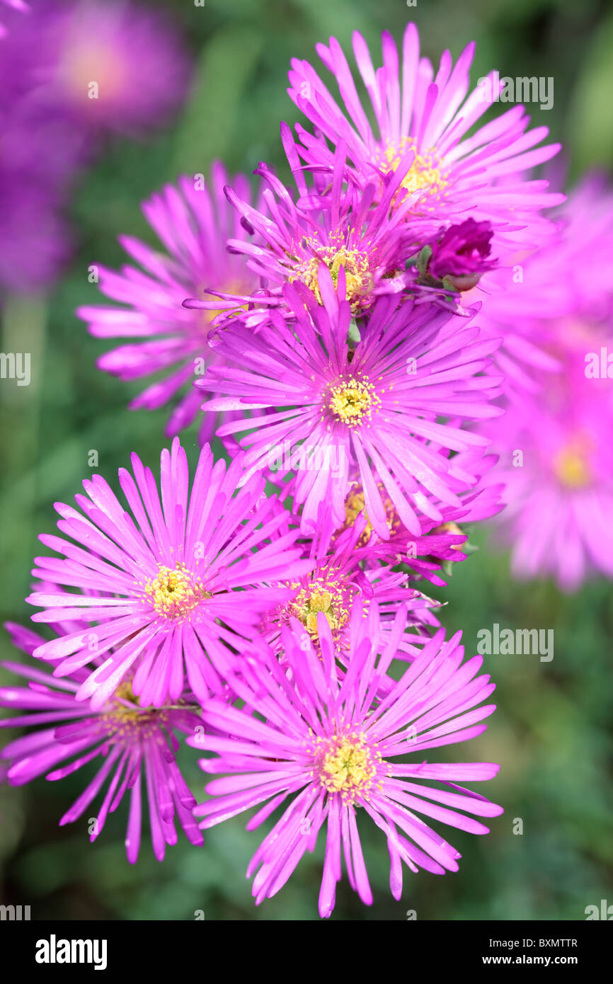 Showy Vygie Flowers Lampranthus amoenus flower Stock Photo