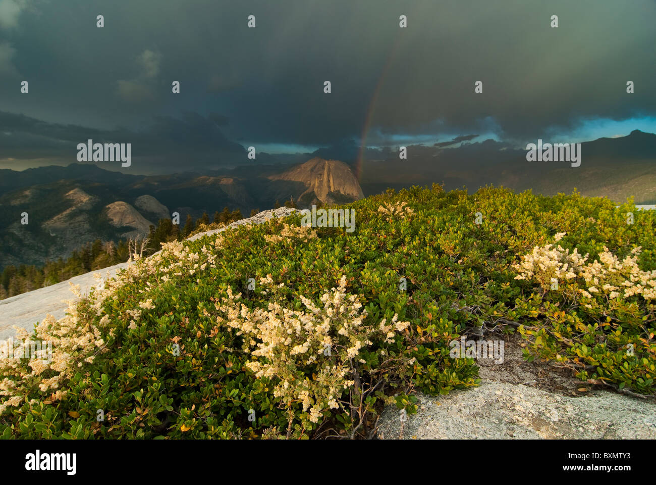 Jeffrey pine sentinel dome hi-res stock photography and images - Alamy