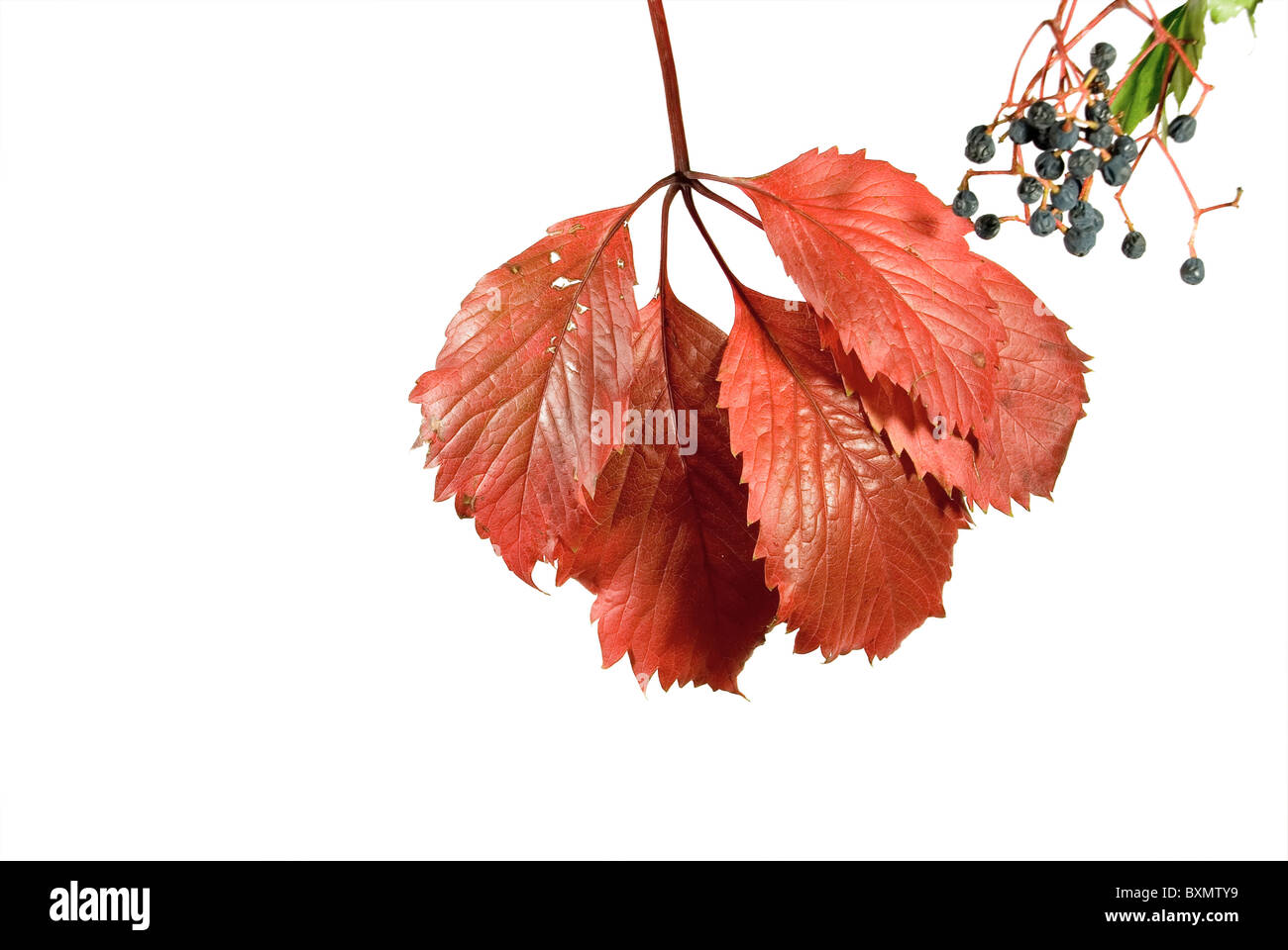 Autumn Wild Grape Stock Photo