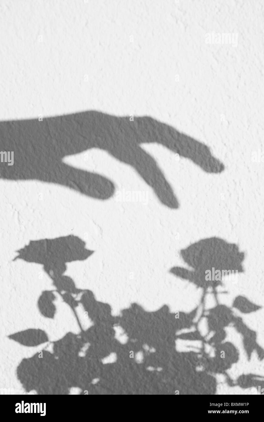 hand touching roses reflection shadow wall Stock Photo