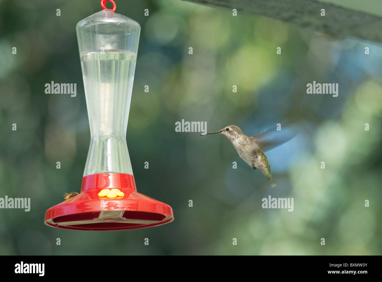 Hummingbird feeding water and sugar Stock Photo Alamy