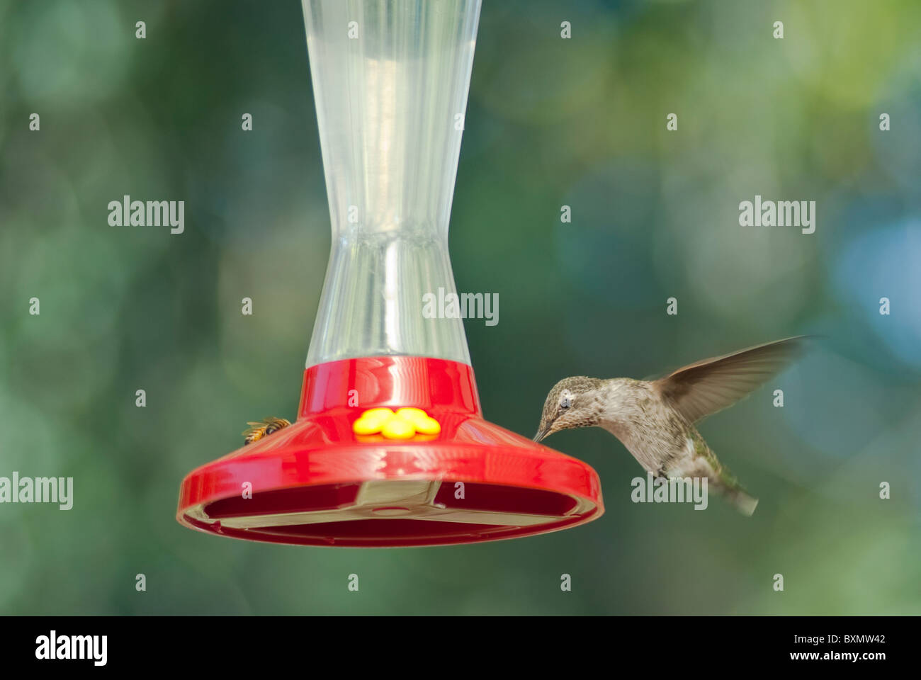 Hummingbird feeding water and sugar Stock Photo Alamy