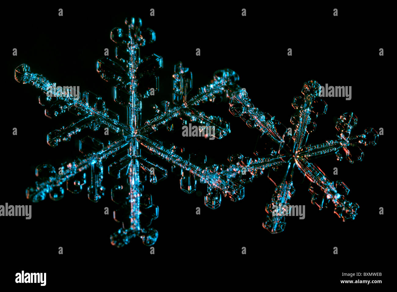 Extreme close-up photo of two real snowflakes, shot with coloured flashes on a black background. Stock Photo