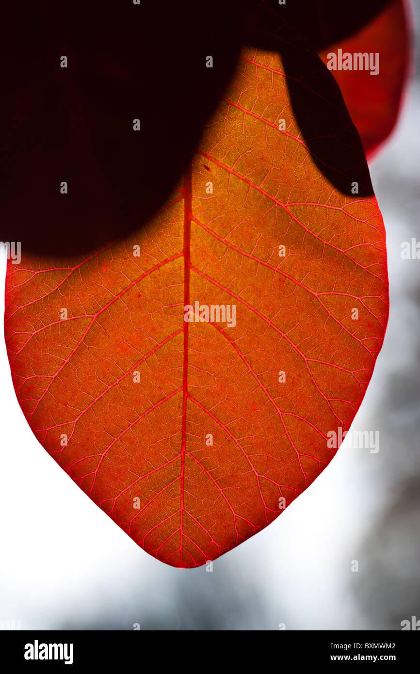 Leaf rust High Resolution Stock Photography and Images - Alamy