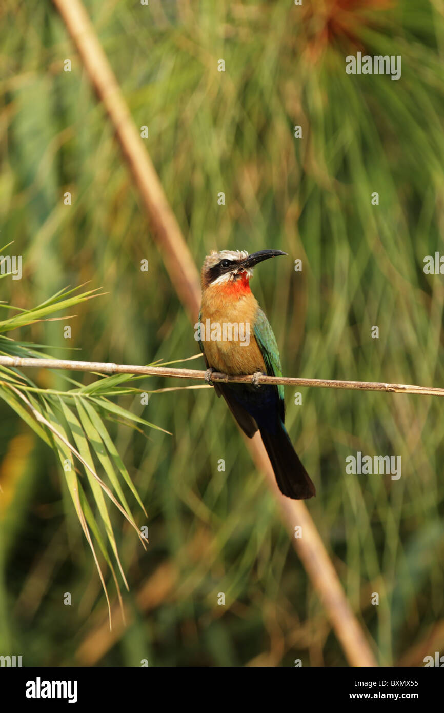 White-fronted Bee-eater (Merops bullockoides) in the Okavango Delta ...
