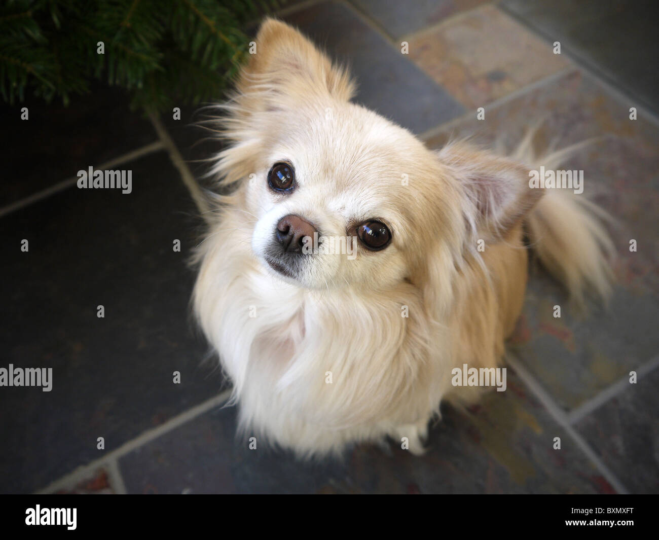 A small alert male chihuahua dogs stares up at the camera with ears pricked up Stock Photo