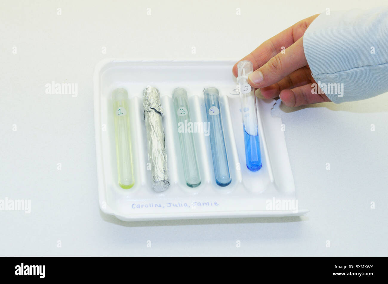 School photosynthesis experiment. See description for explanation Stock