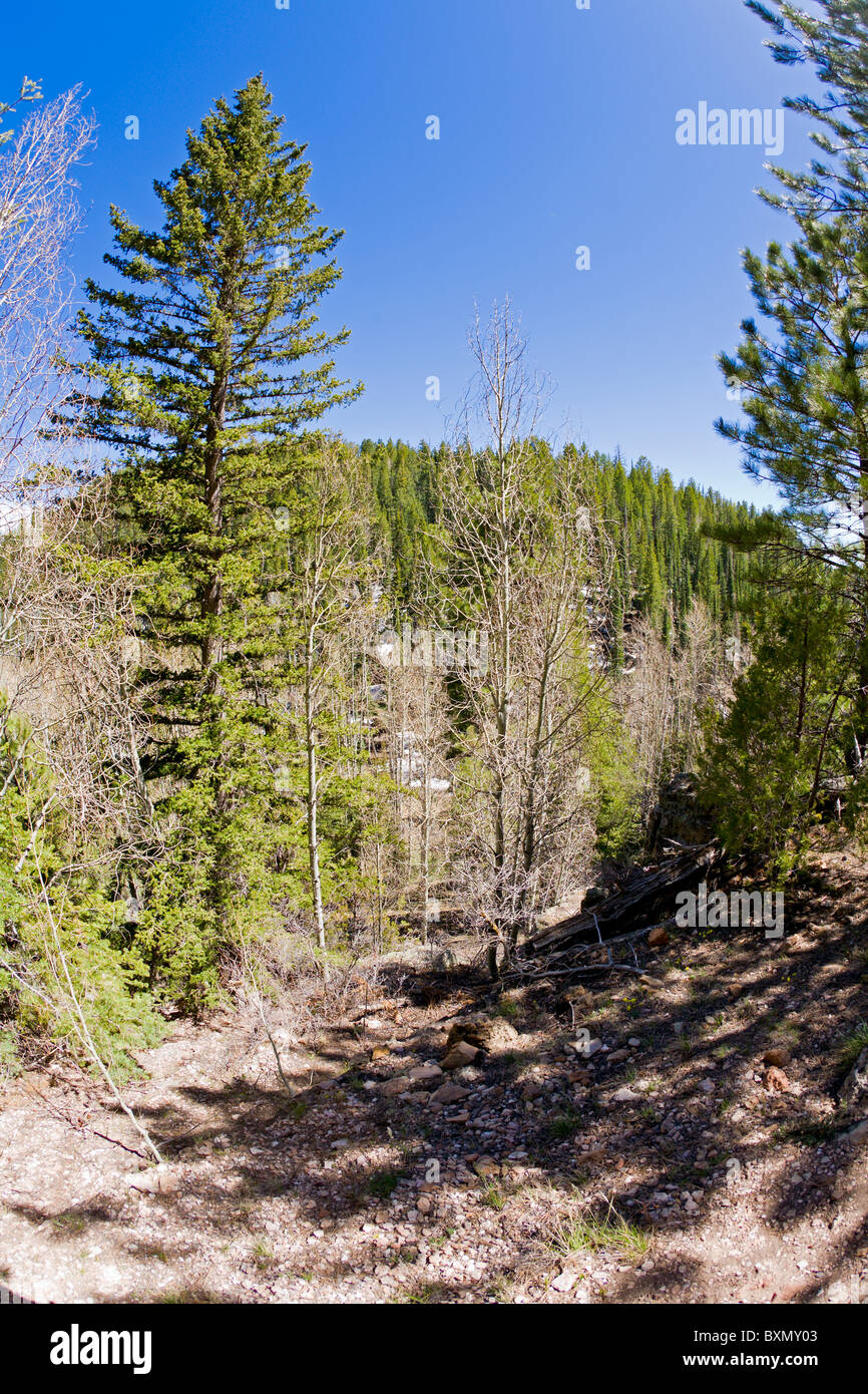 Aspen and pine forest Stock Photo