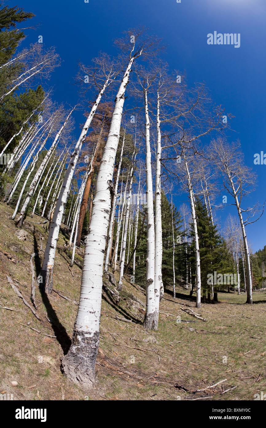 Aspen forest Stock Photo