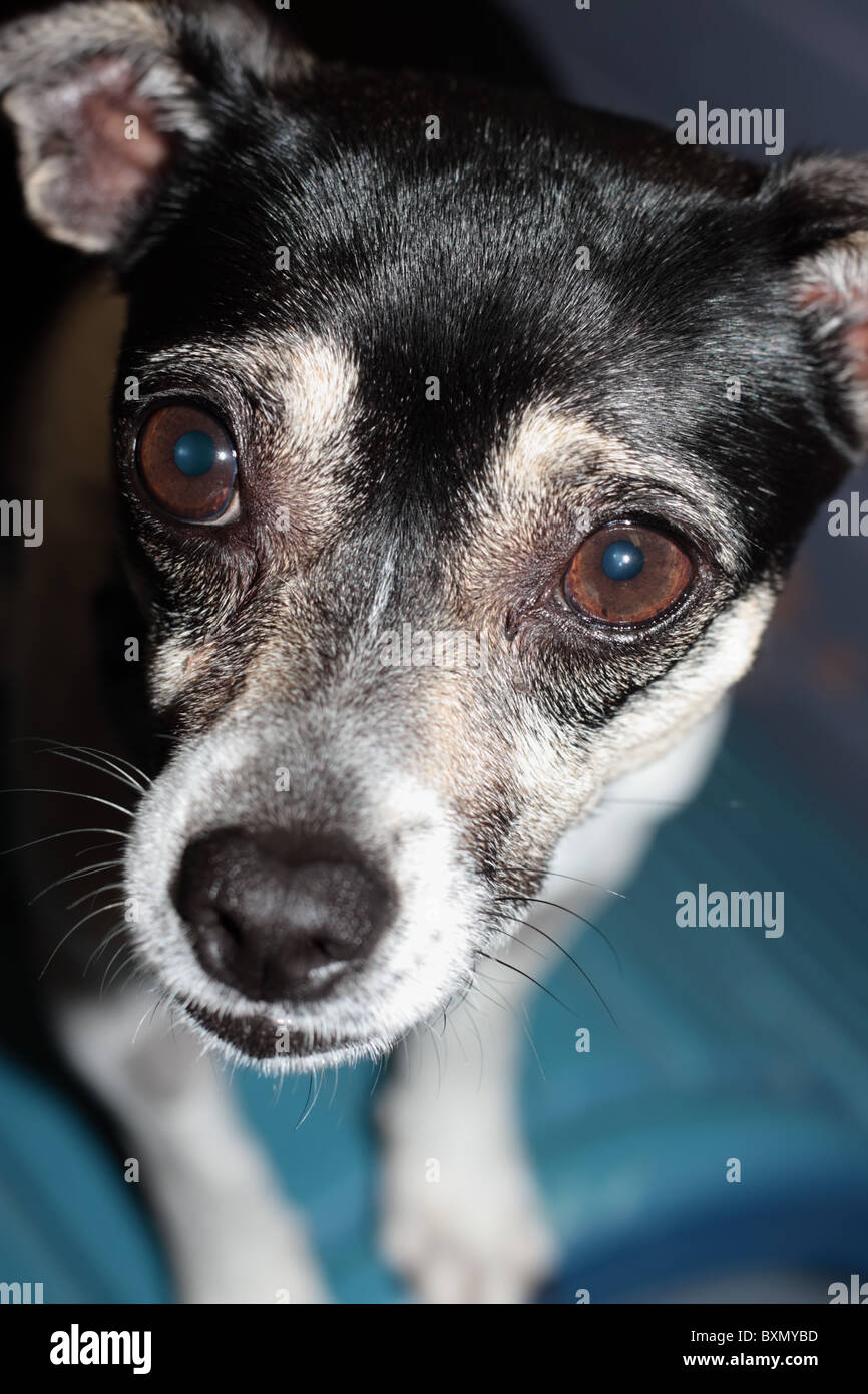 Chihuahua's Face Stock Photo