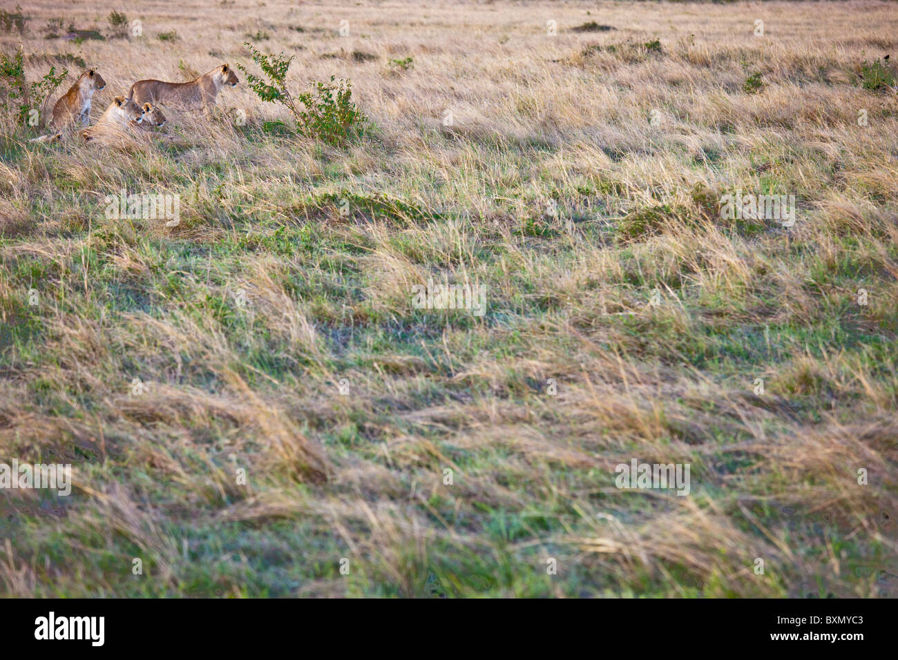 Lions, Masai Mara, Kenya Stock Photo