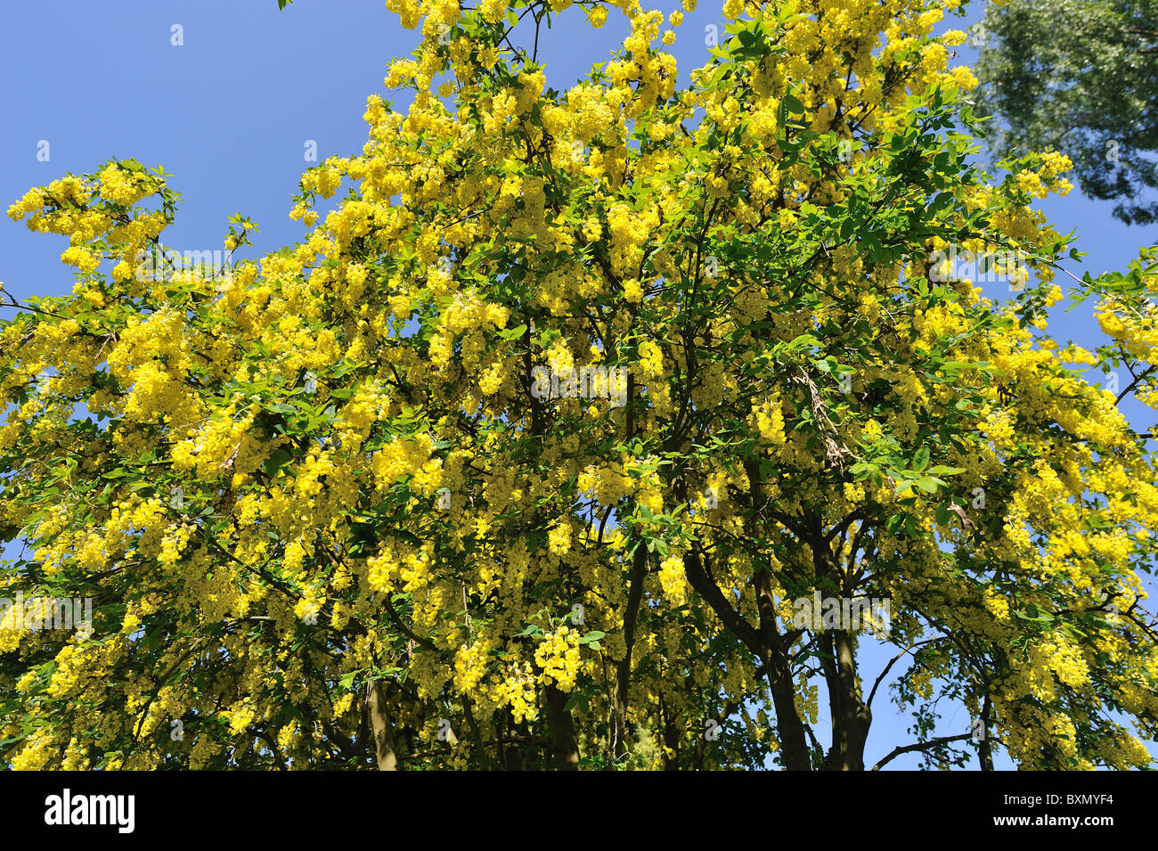 Golden chain tree Golden rain tree (Laburnum anagyroides Cytisus