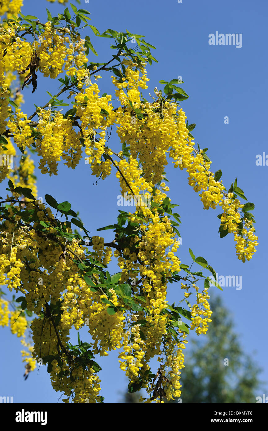 Golden chain tree Golden rain tree (Laburnum anagyroides Cytisus
