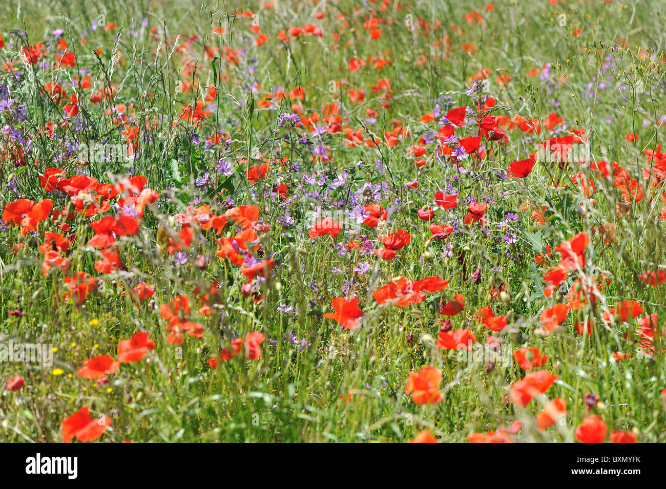 Common poppy - Corn poppy - Red weed (Papaver rhoeas) & Musk-mallow (Malva moschata) flowering in a field of cereals Stock Photo