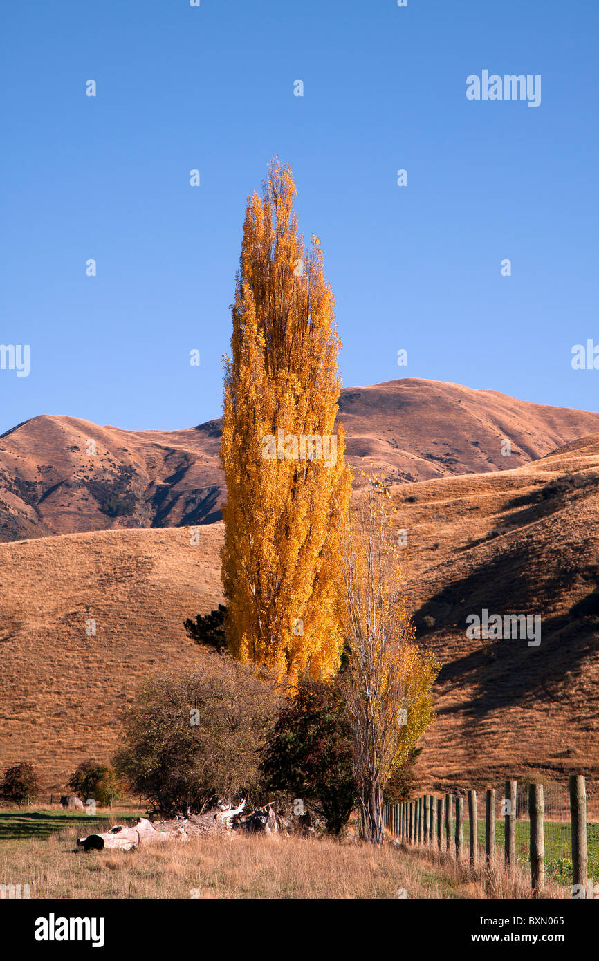 Golden leaved confier tree Stock Photo - Alamy