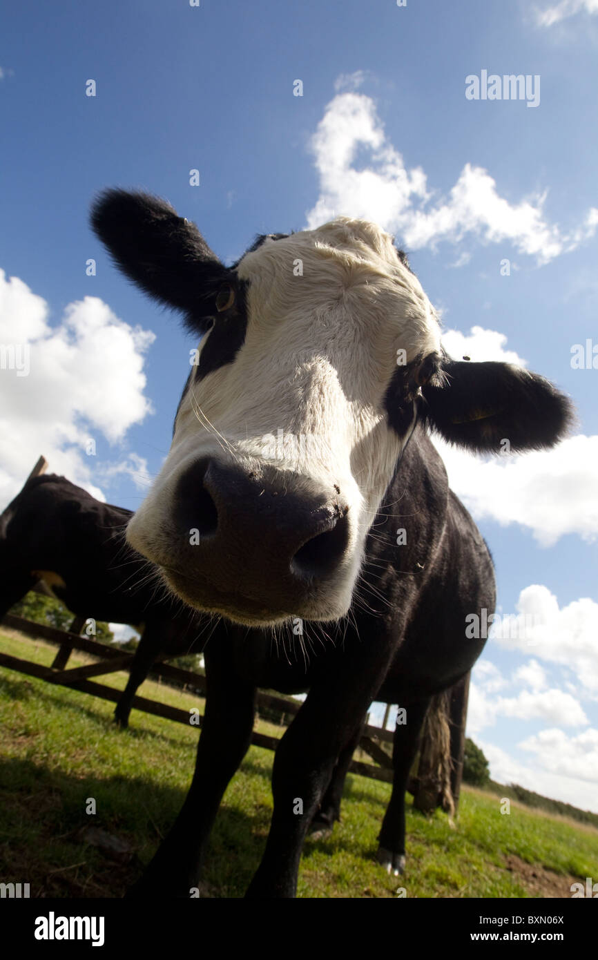 A Cow in Cornwall, UK Stock Photo - Alamy