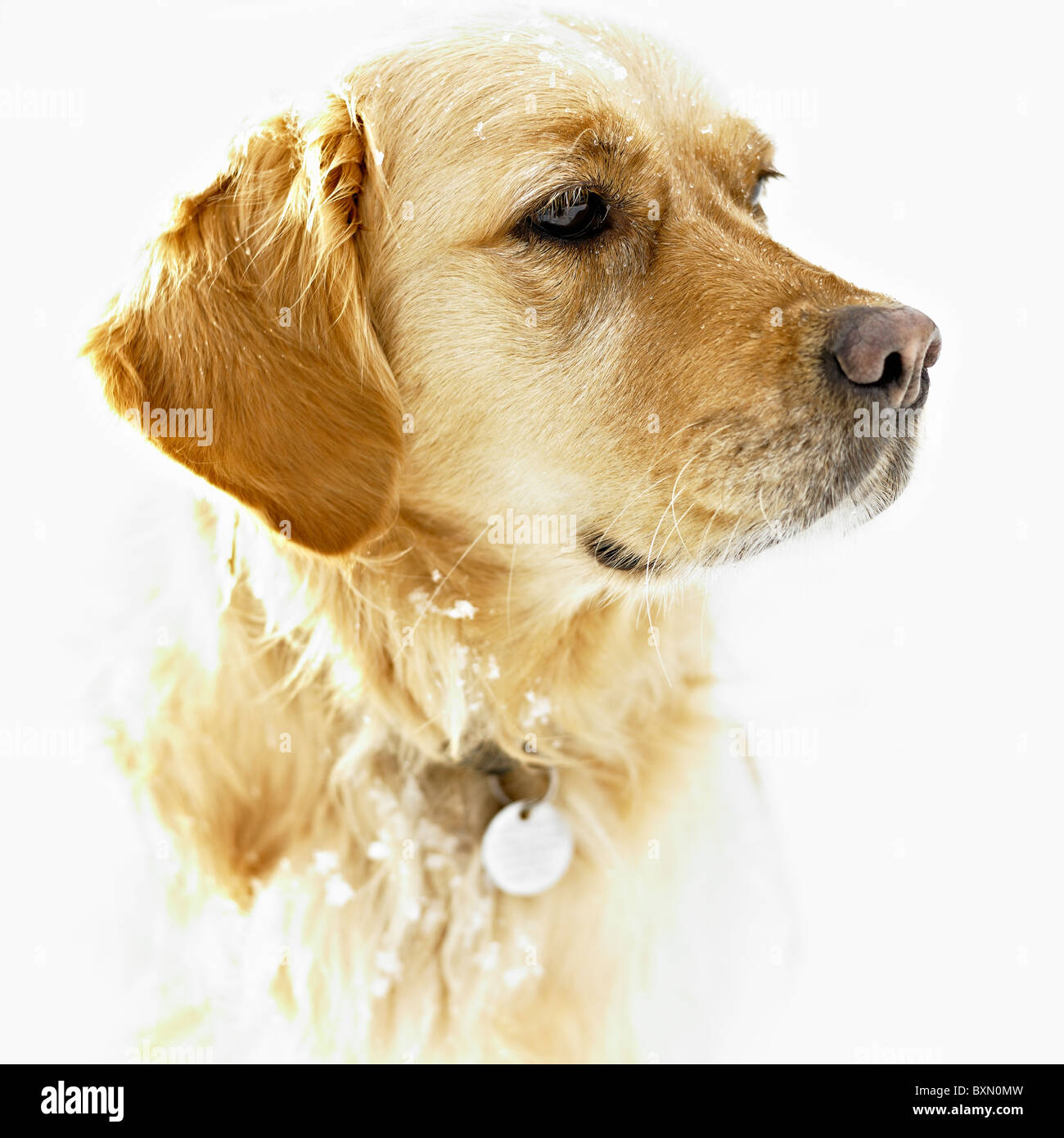 Collar and tag hi-res stock photography and images - Alamy