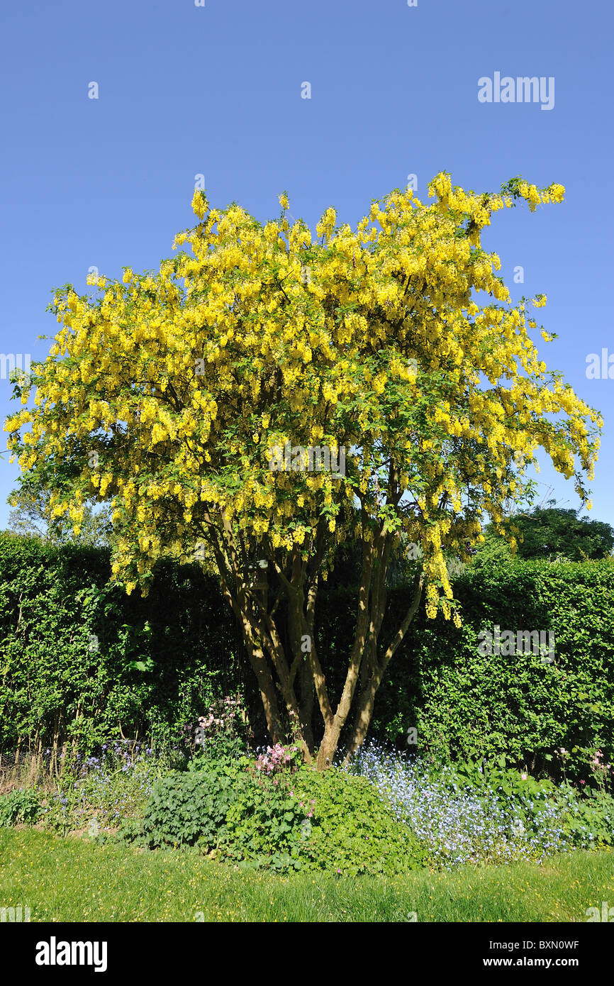Golden chain tree - Golden rain tree (Laburnum anagyroides - Cytisus laburnum) blooming in a garden at spring Stock Photo