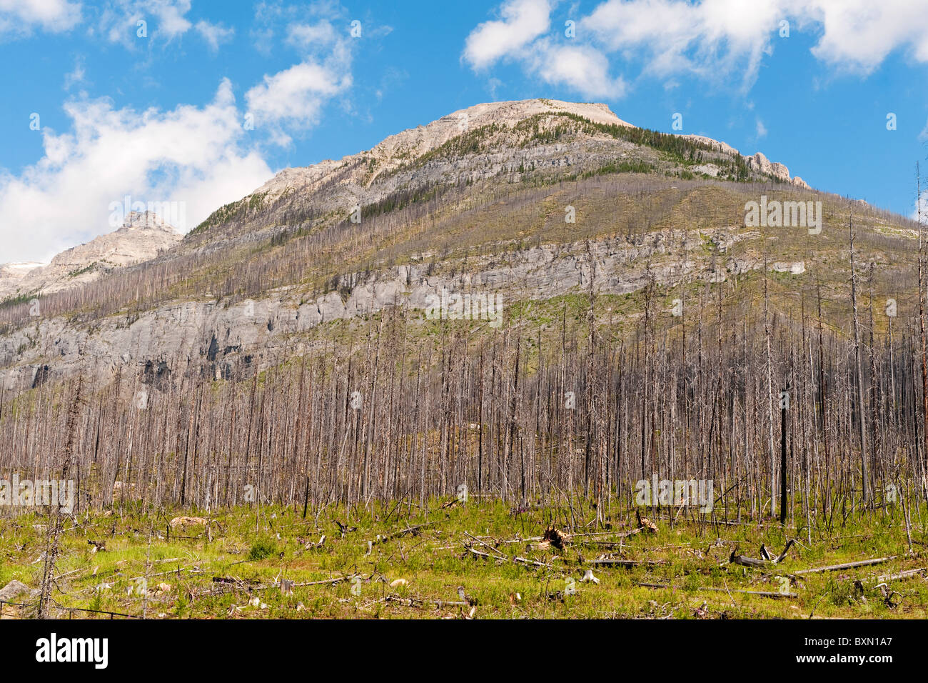 Site of 2003 forest fire at Marble Canyon, Kootenay National Park, Rocky Mountains, British Columbia, Canada Stock Photo