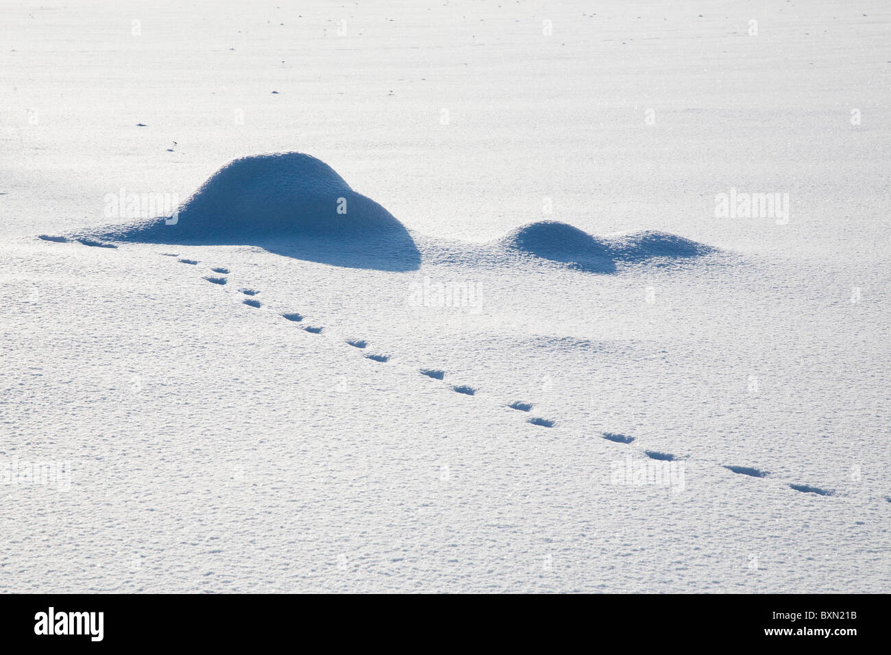 Animal tracks in snow Stock Photo Alamy
