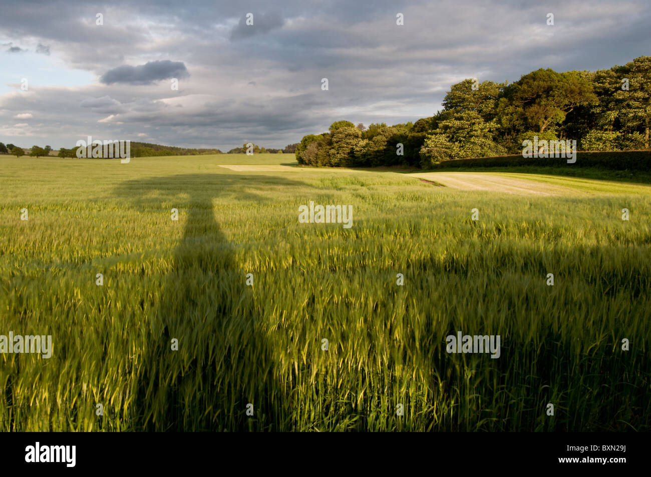 Casting a long Shadow...The Oak Stock Photo Alamy