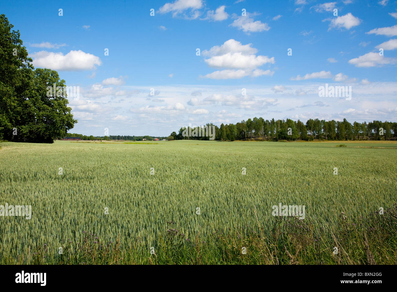 Wheat field in early summer Stock Photo - Alamy