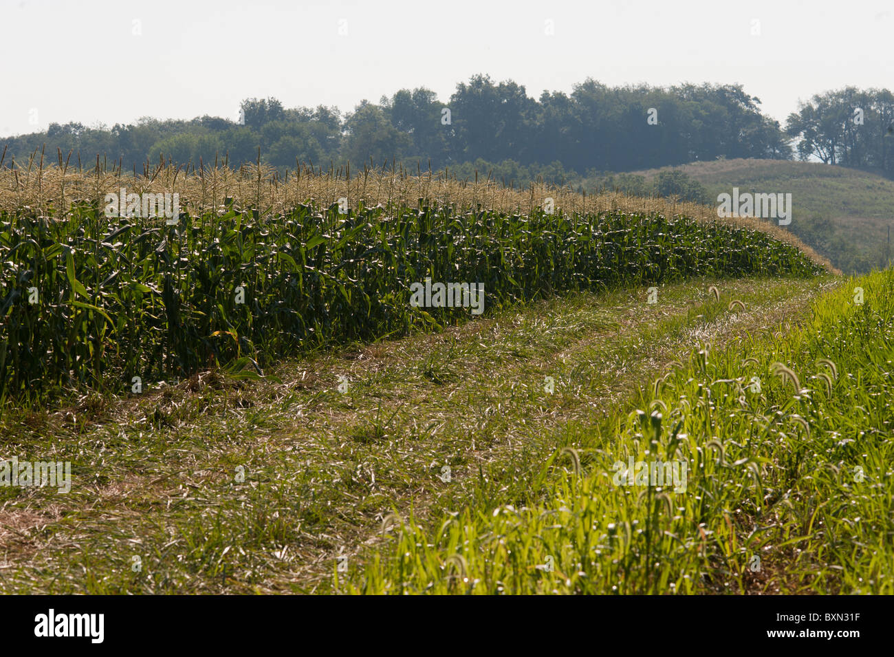 Corn rows Stock Photo