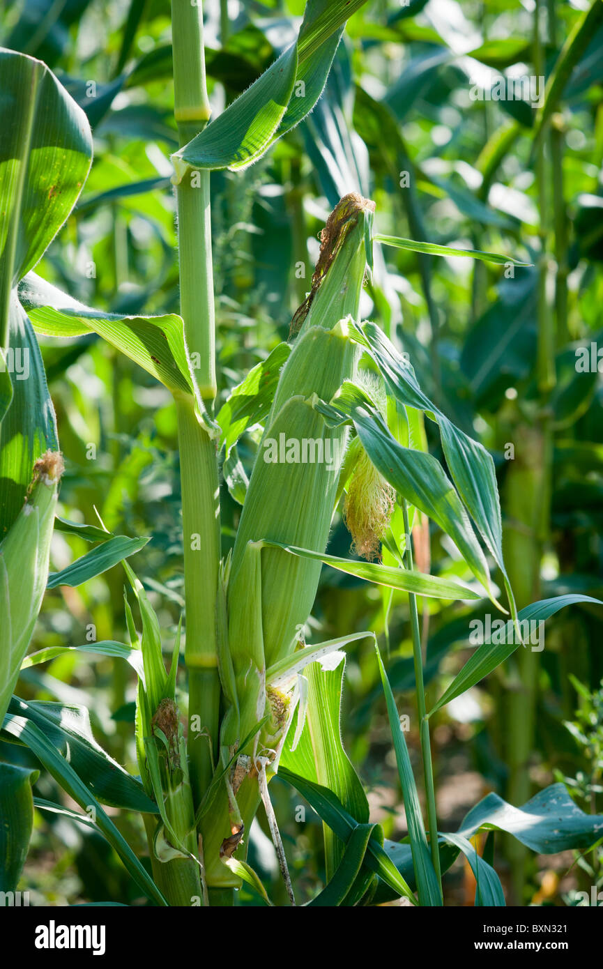 Corn stalks Stock Photo Alamy