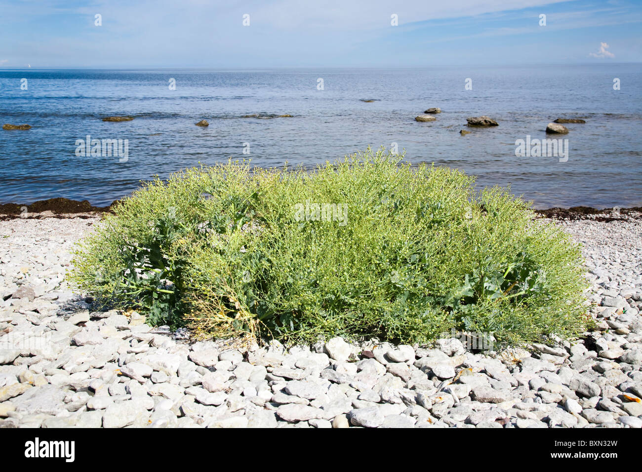 Crabbe maritima, sea kale, on the beach on Gotland, Sweden. Stock Photo