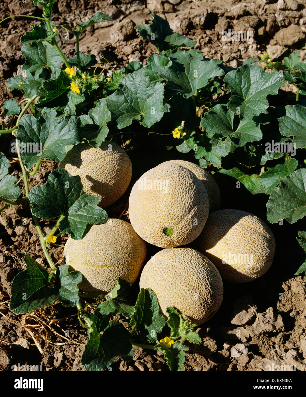 Cantelope Over Riped Mature cantaloupes hi-res stock photography and images - Alamy