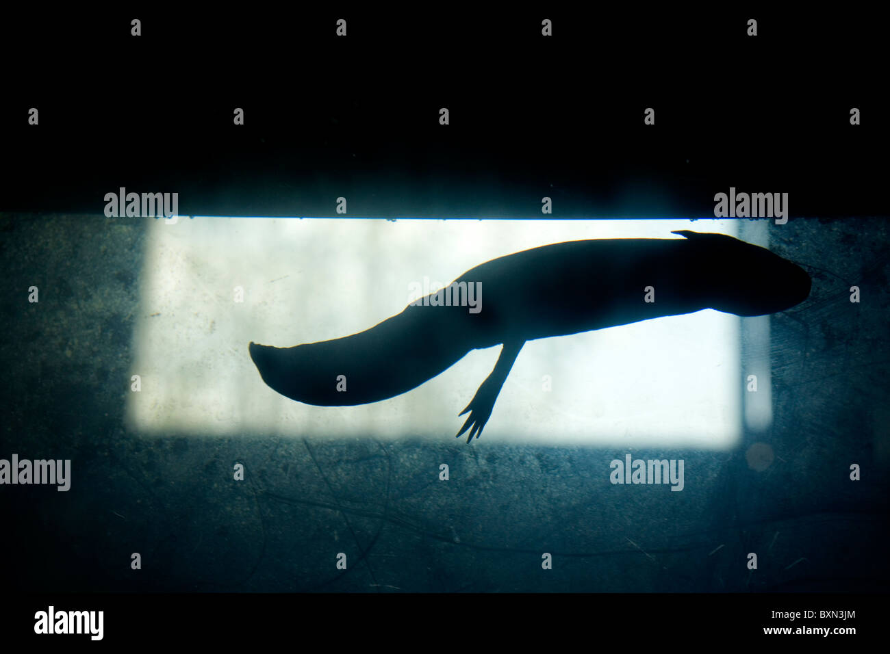 One axolotl, ambystoma mexicanum, a type of salamander swims in a fish