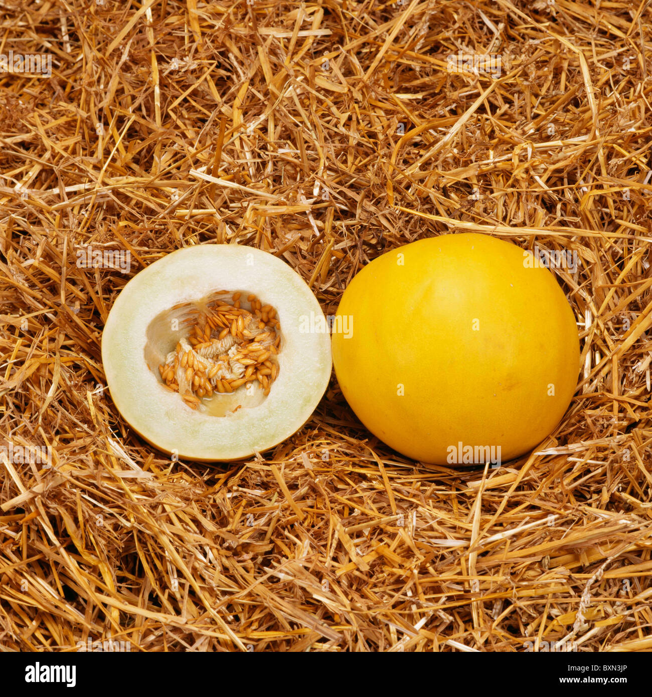 GOLDEN HONEYMOON HONEYDEW MELON STUDIO Stock Photo Alamy