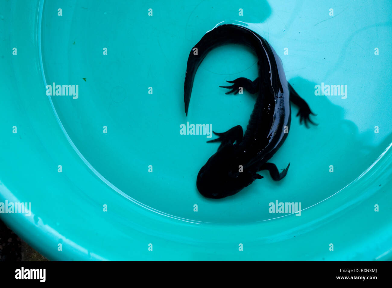 One axolotl, ambystoma mexicanum, a type of salamander stands in a