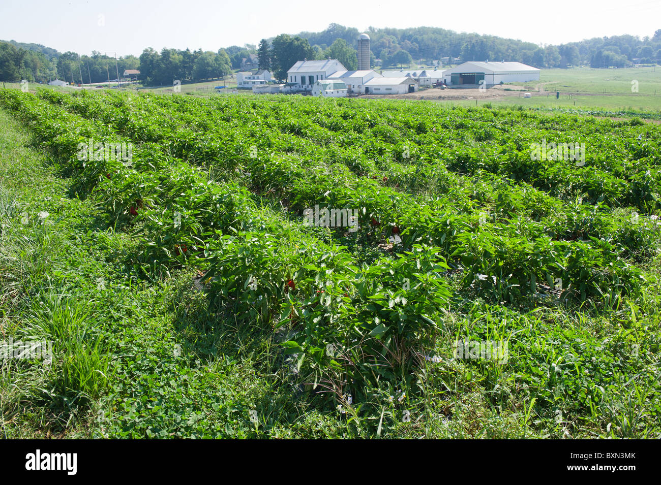 Rows of pepper plants on a farm Stock Photo