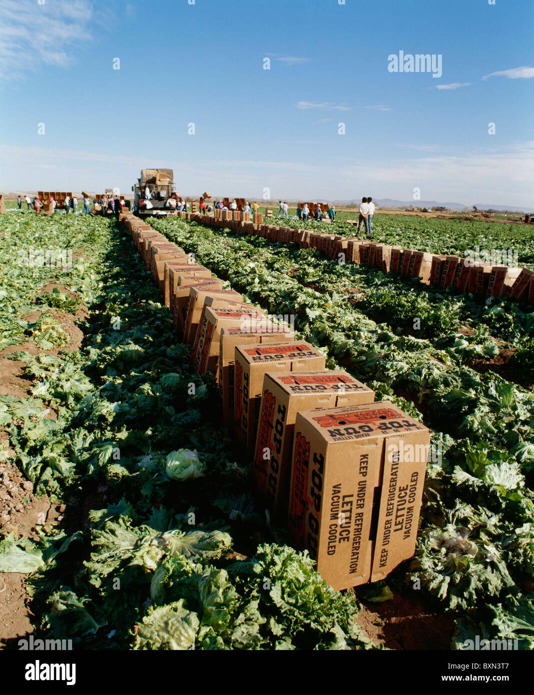 ICEBERG LETTUCE PACKED INTO CARTONS READY TO BE TAKEN TO A COOLER BY