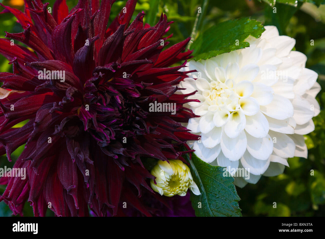 Dahlias High Resolution Stock Photography and Images - Alamy