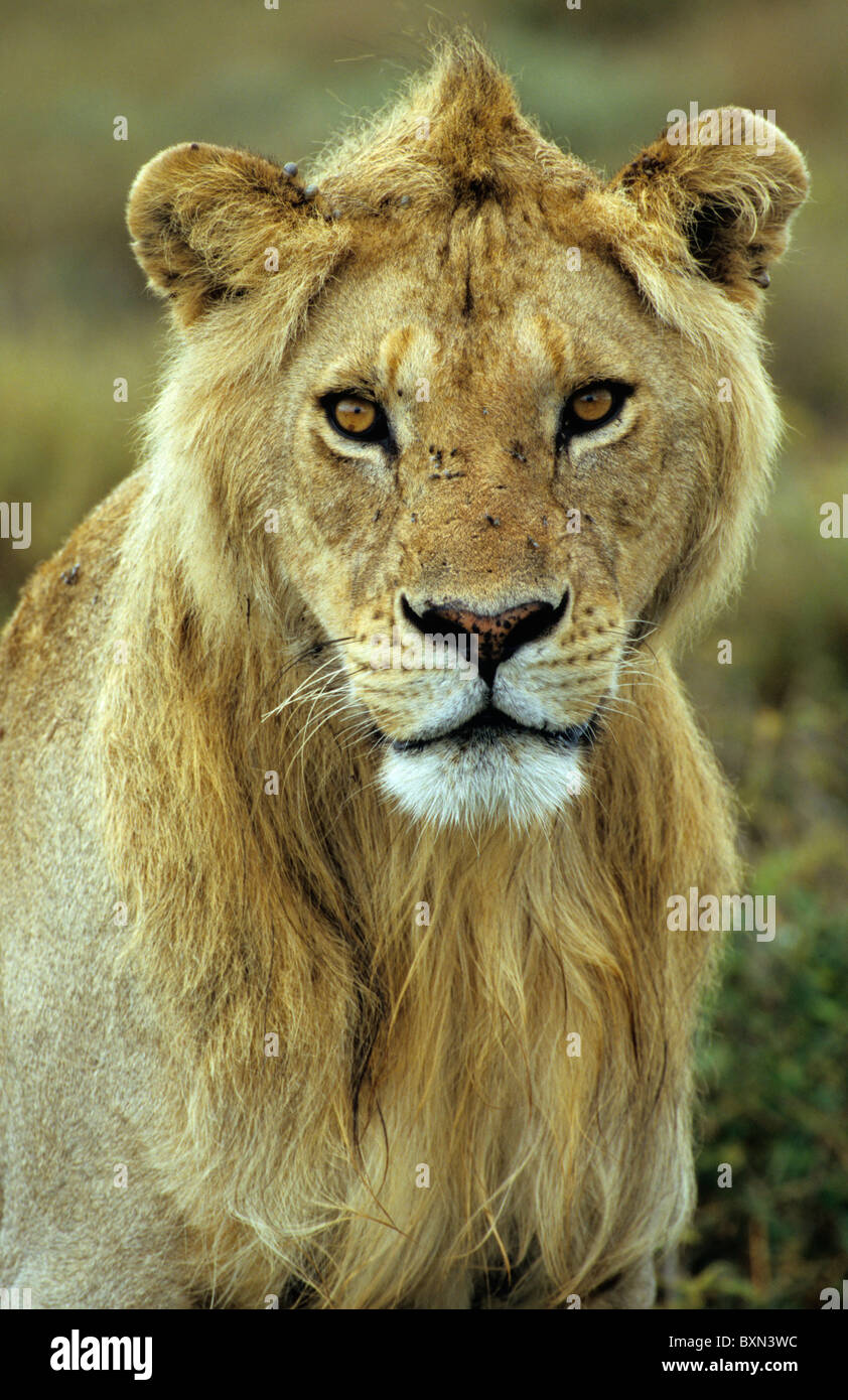 Alert young male lion mane hires stock photography and images Alamy