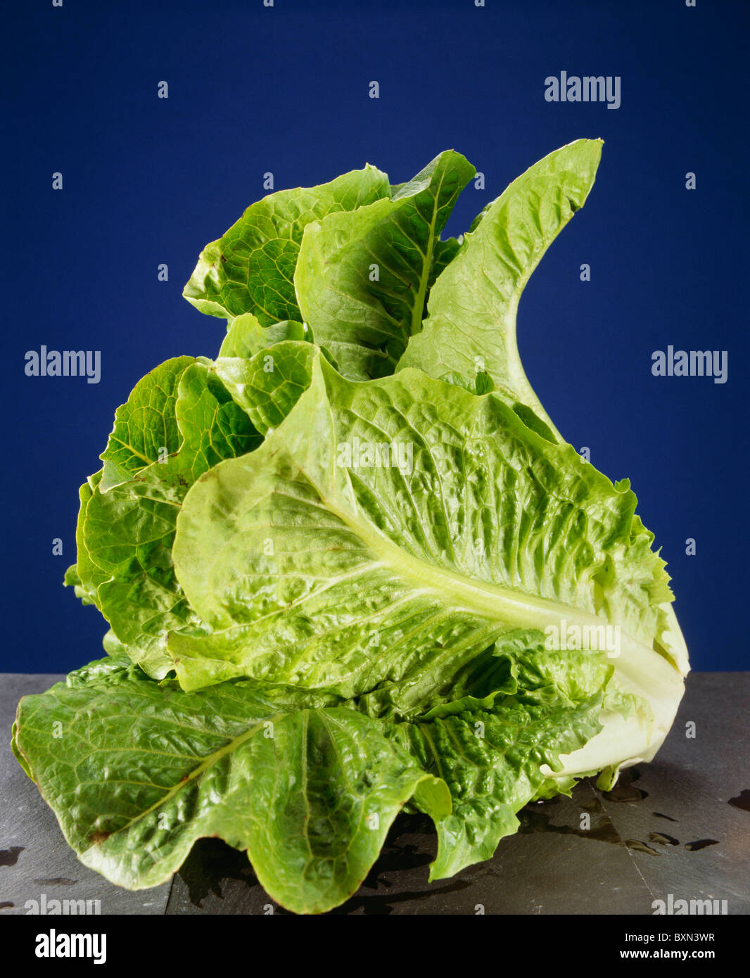 PILES OF ICEBERG LETTUCE / STUDIO Stock Photo Alamy