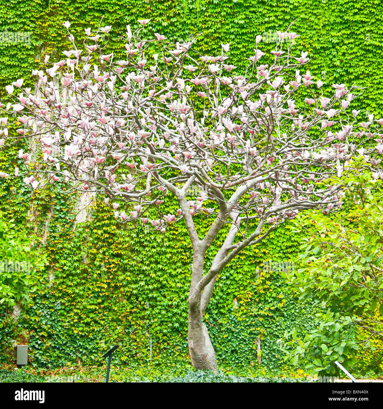 Flowering tree in front of ivy covered wall Stock Photo