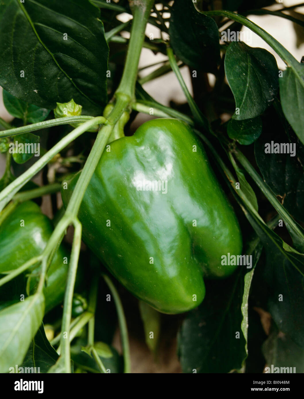 BELL PEPPERS / NORTH CAROLINA Stock Photo Alamy