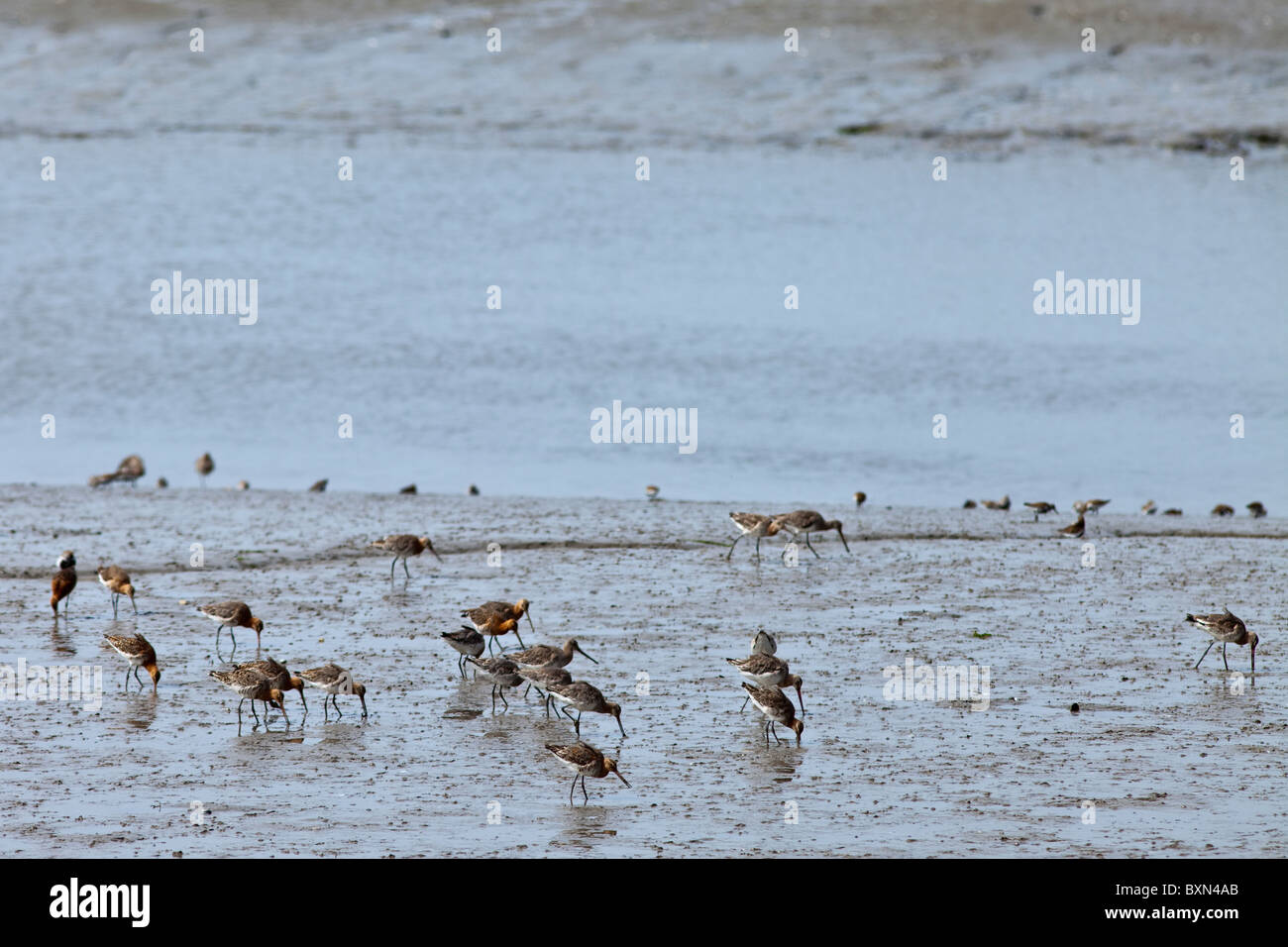 Wading birds in mudflats by estuary in County Wexford, Southern Ireland Stock Photo