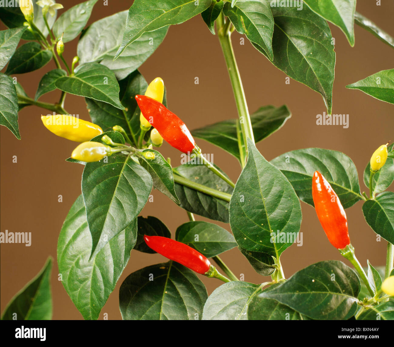 TABASCO HOT PEPPER SMALL PUNGENT PEPPER, GREEN TURNING YELLOW TO RED. MATURES IN 80 DAYS