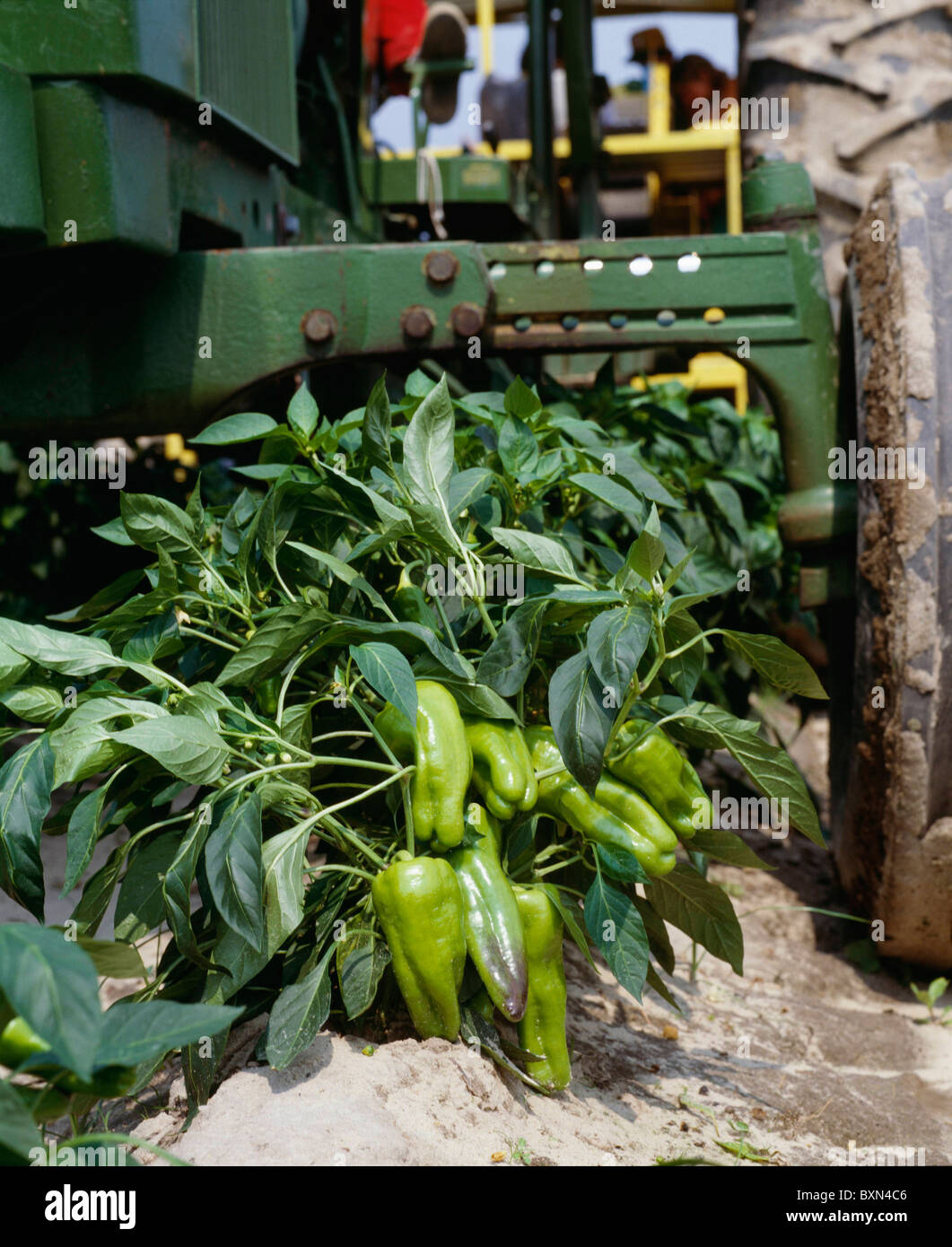 HARVESTING CUBANELLE PEPPERS NORTH CAROLINA Stock Photo Alamy