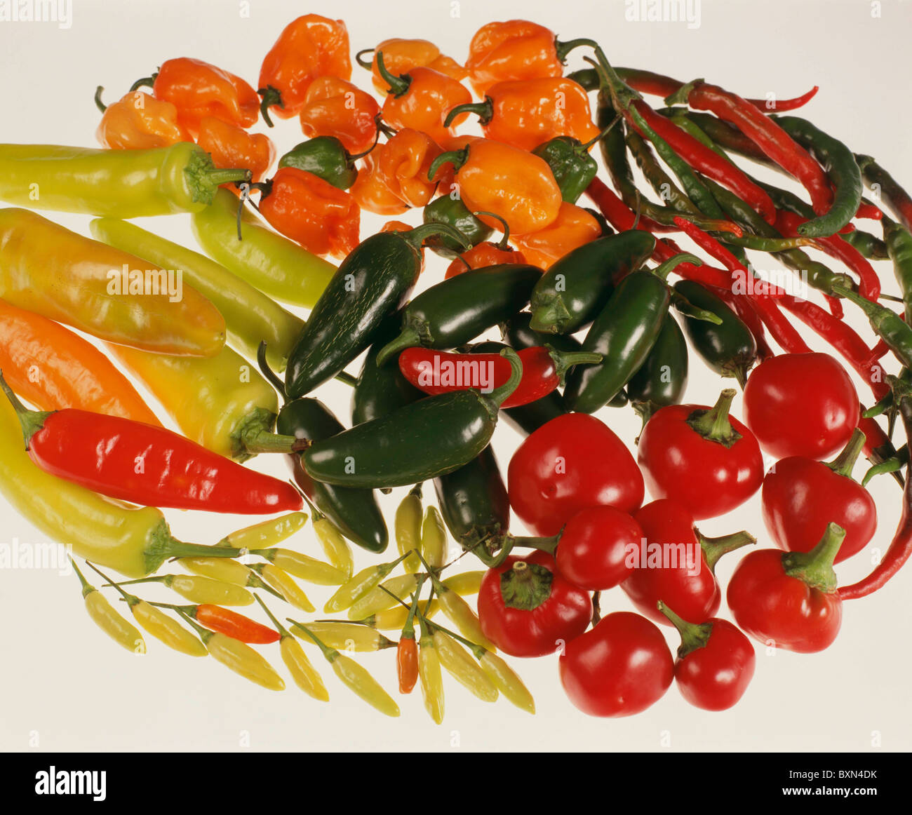 HOT PEPPERS; CLOCKWISE FROM TOP: CAYENNE; HOT RED CHERRY; TABASCO; HUNGARIAN YELLOW WAX; HABANERO / STUDIO Stock Photo