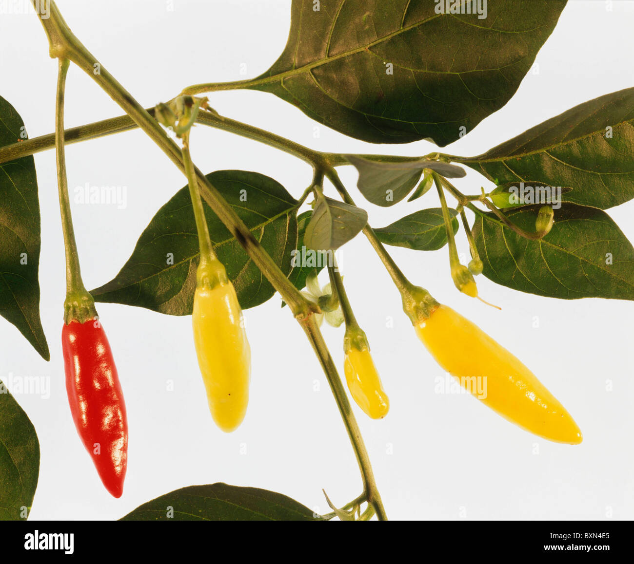 TABASCO, HOT PEPPER SMALL PUNGENT PEPPER, GREEN TURNING YELLOW TO RED. MATURES IN 80 DAYS STUDIO