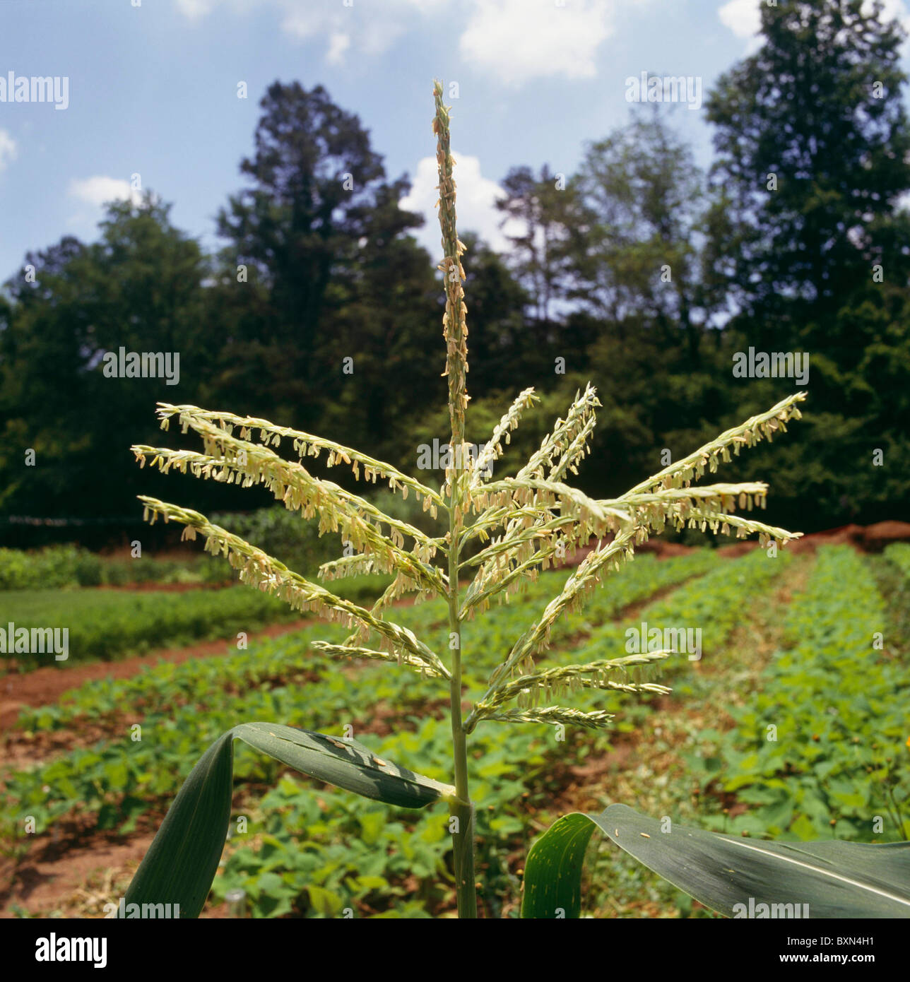SENECA CHIEF SWEET CORN TASSEL JEFFERSON, GA Stock Photo Alamy